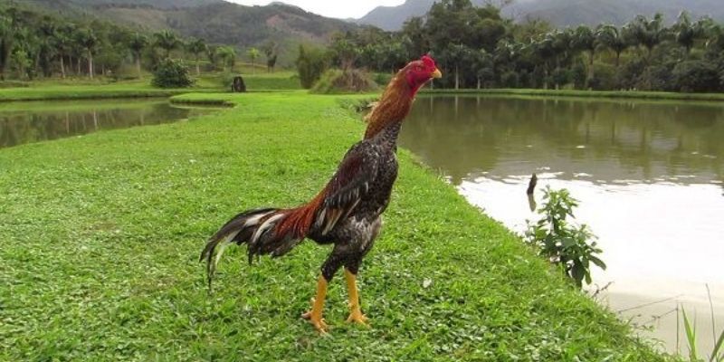 Đặc điểm hình thái bản lĩnh của chiến binh Shamo 