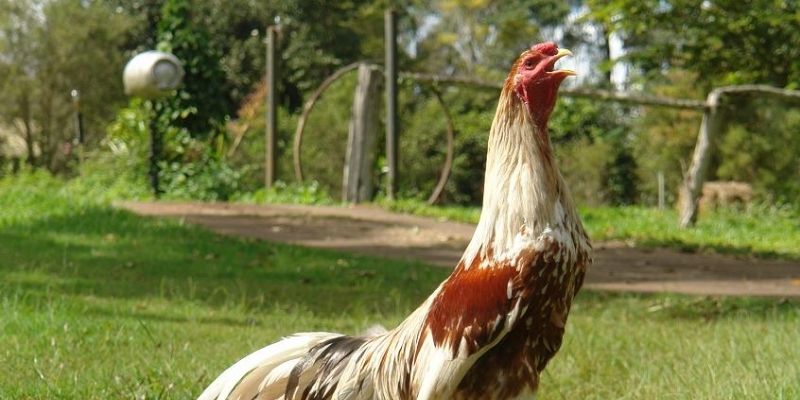 Nguồn gốc và lịch sử huyền thoại của gà Shamo