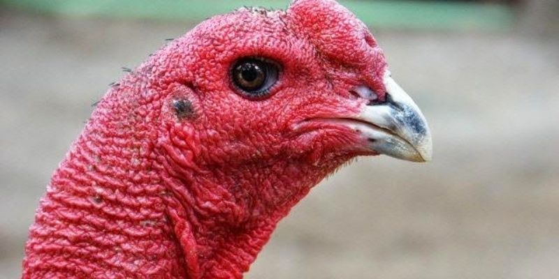 Phân tích hình dáng mắt lì 