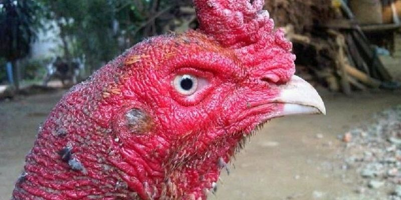 Tại sao cần chú trọng đến mắt gà chọi lì?