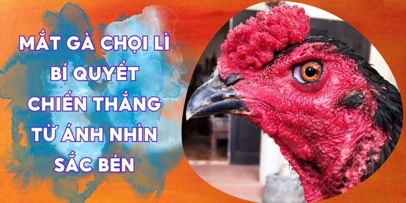 mắt gà chọi lì