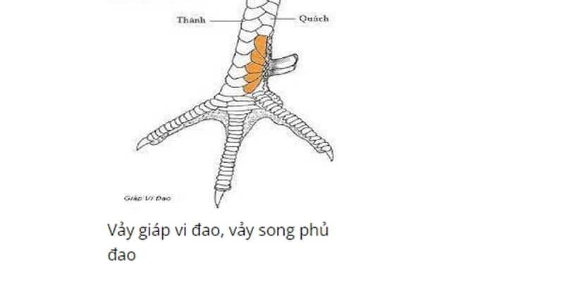 Cách xem vảy ngón chân Phủ Địa, Tam Tài Phủ Địa và Vấn Cán 