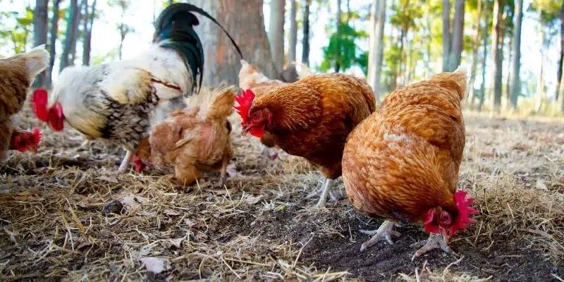 Lựa chọn Isa Brown mái đẻ