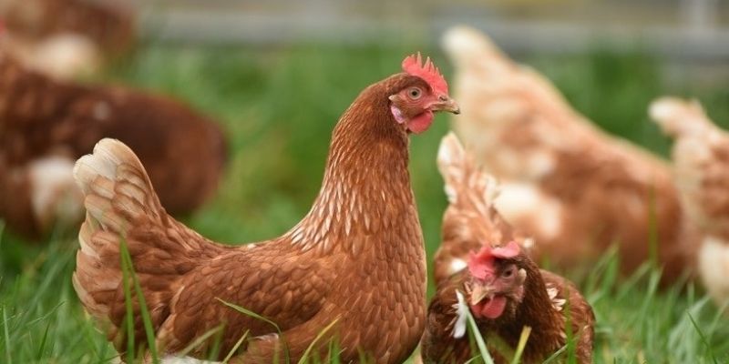 Nhận diện gà giống Isa Brown ngoại hình và cân nặng