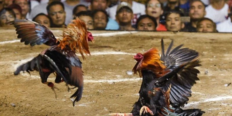 Thân hình gọn nhưng chắc nịch 